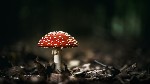 mushroom 25